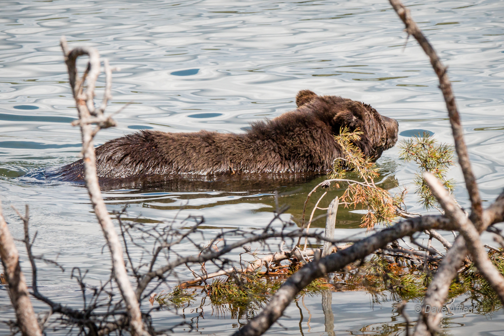 20140620_Yellowstone_Vacation-1363W.jpg