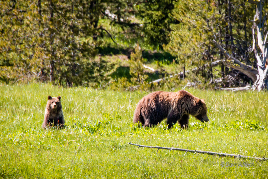 20140620_Yellowstone_Vacation-799-EditW.jpg