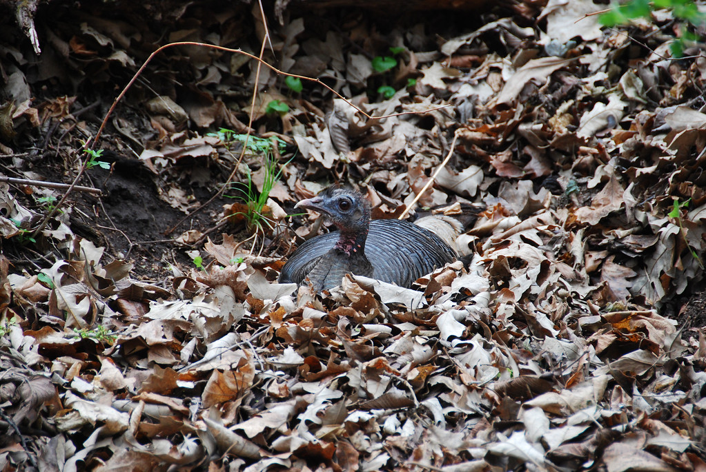 DSC_0747-XL.jpg