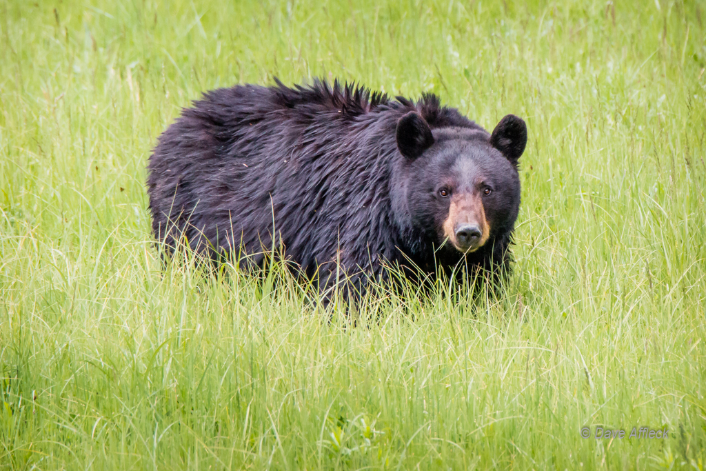 20140620_Yellowstone_Vacation-690-EditW.jpg