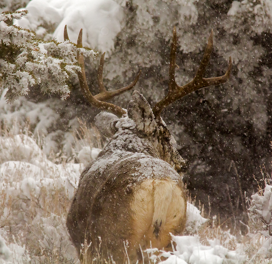 20131121_Deer-88WB.jpg