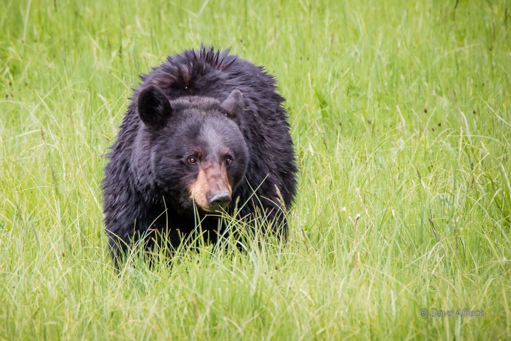 20140620_Yellowstone_Vacation-663-EditW.jpg