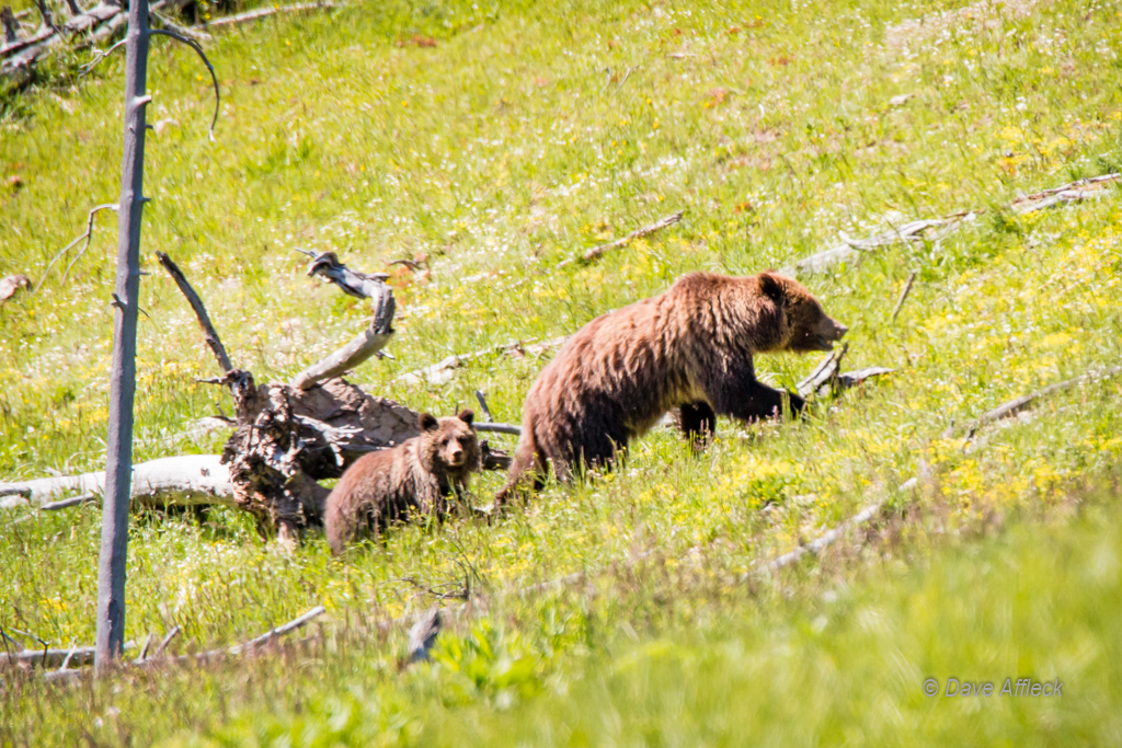 20140620_Yellowstone_Vacation-831-EditW.jpg