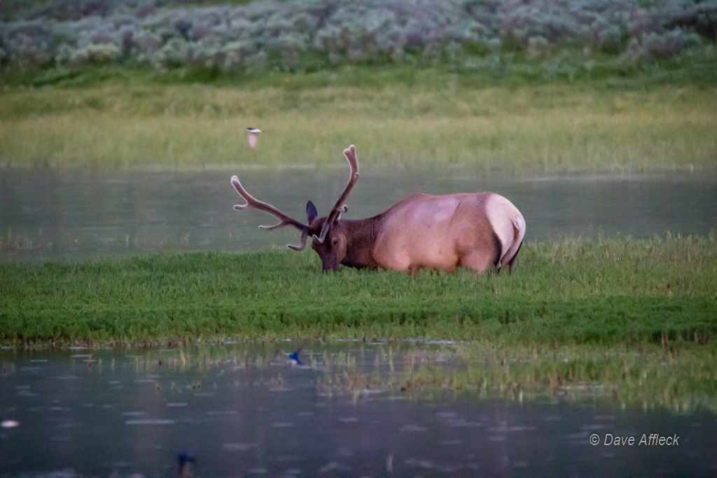 20140620_Yellowstone_Vacation-2634W.jpg