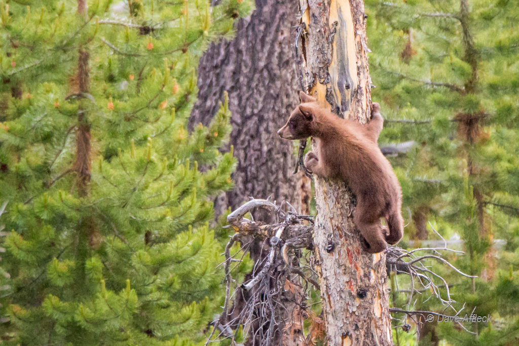 20140620_Yellowstone_Vacation-2276-EditW.jpg