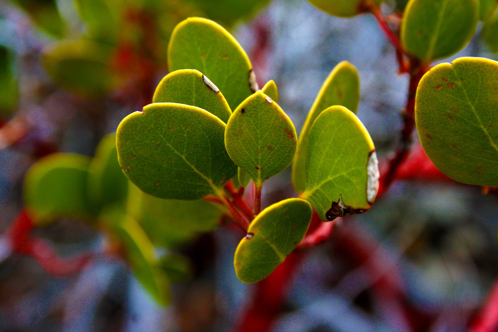 Manzanita2.jpg