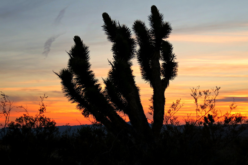 Sunset%20silhouette-L.jpg