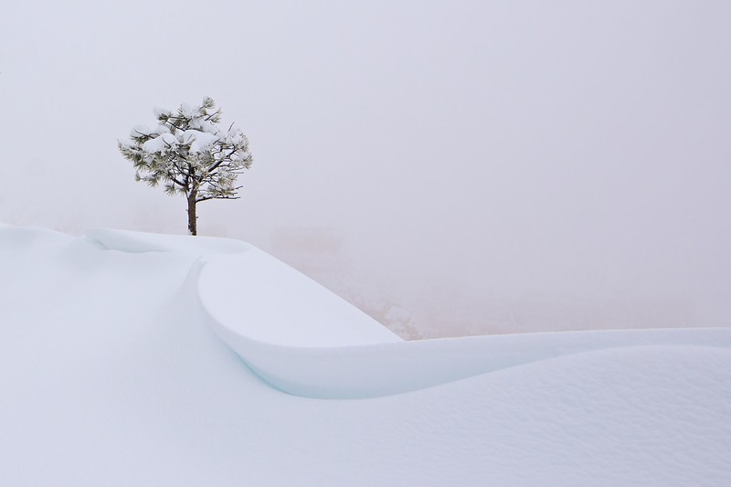 the%20snow%20tree-L.jpg