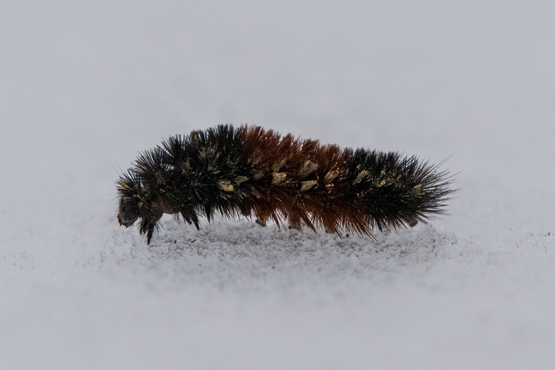 caterpillar-120515-L.jpg