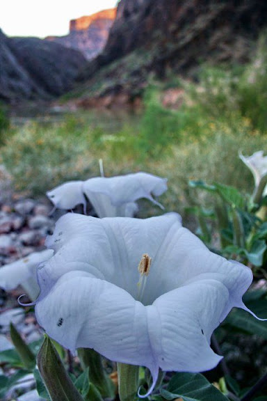 datura.jpg