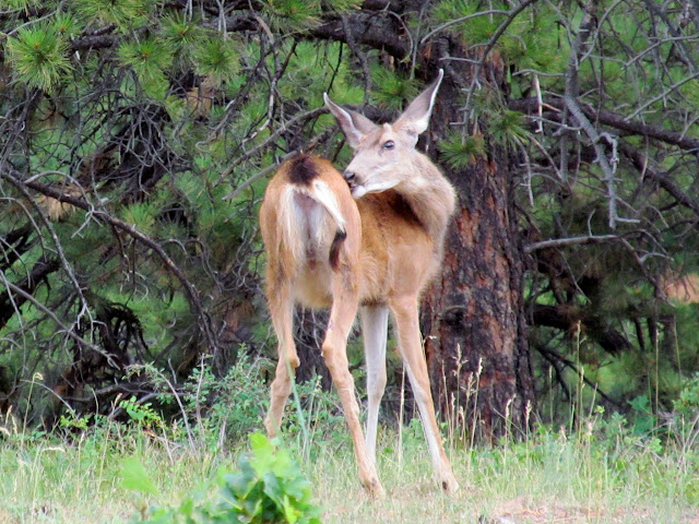 zP_NpuSsTY5ntKZrTXuac5f5baH_eg8_Ya54L7rhAY3FsFELekhh15-MX5_OoaHvdGnwGFP6K2iDE7ZBhg=s640