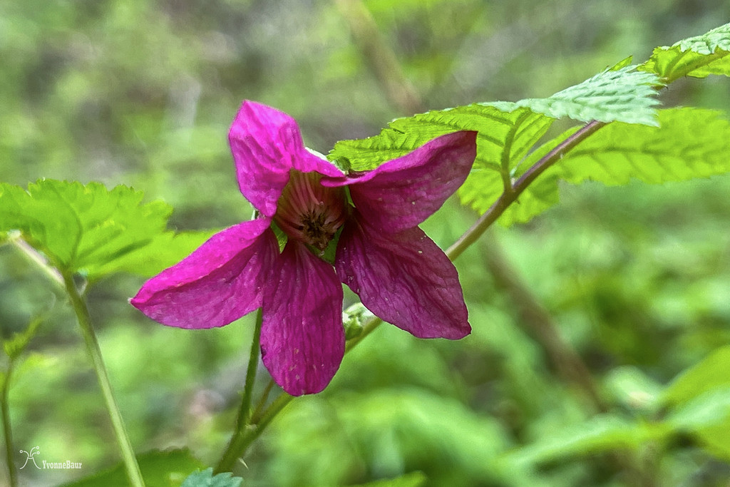 salmonberry%20copy-XL.jpg