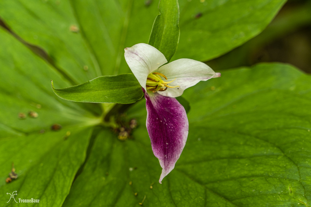 double%20color%20trillium%20copy-XL.jpg