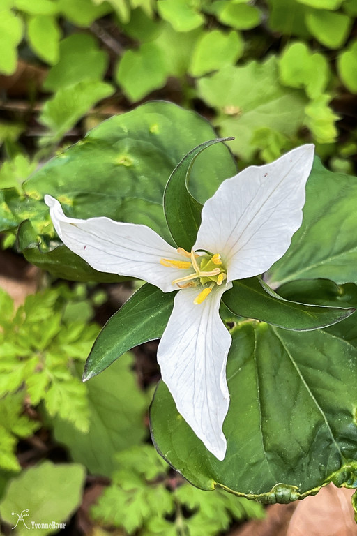 western%20trillium%20flower%20copy-XL.jpg