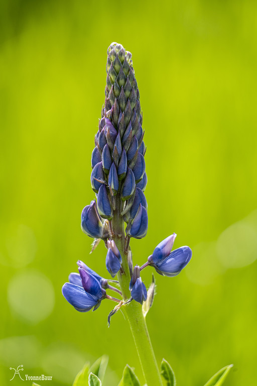 lupine%201%20copy-XL.jpg