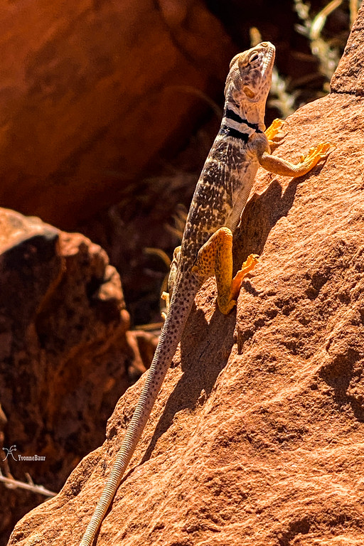 collared%20lizard%20copy-XL.jpg