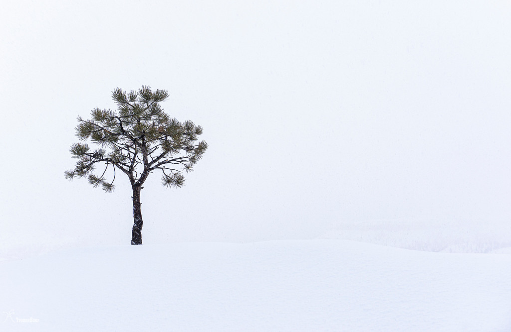 the%20snow%20tree%20revisited%202019%20copy-XL.jpg
