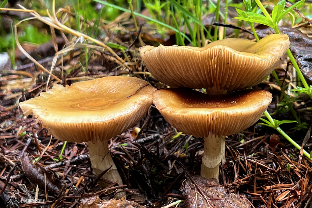 mushroom%205%20copy-XL.jpg