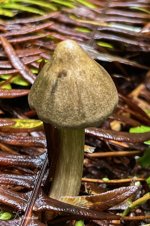 mushroom%208%20copy-XL.jpg