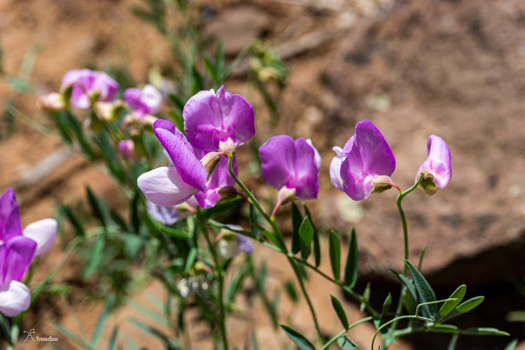 milkvetch%20copy-XL.jpg