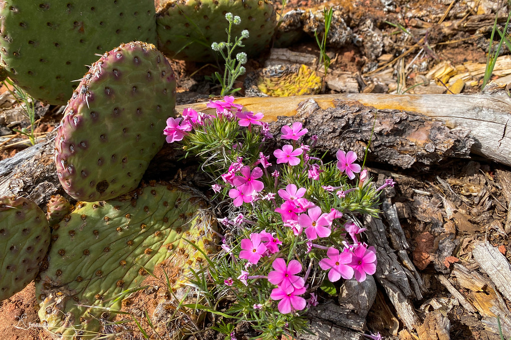 phlox%20copy%20-XL.jpg