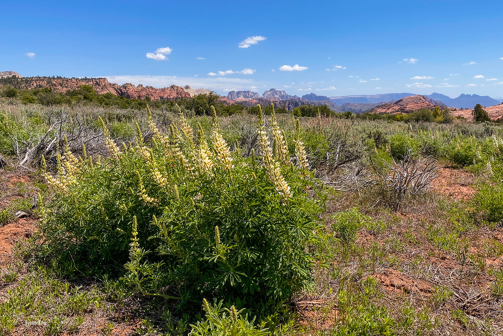 silky%20lupines%20in%20the%20meadow%20copy-XL.jpg