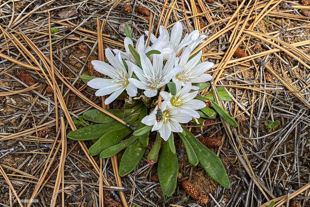 showy%20Lewisia%20copy-XL.jpg