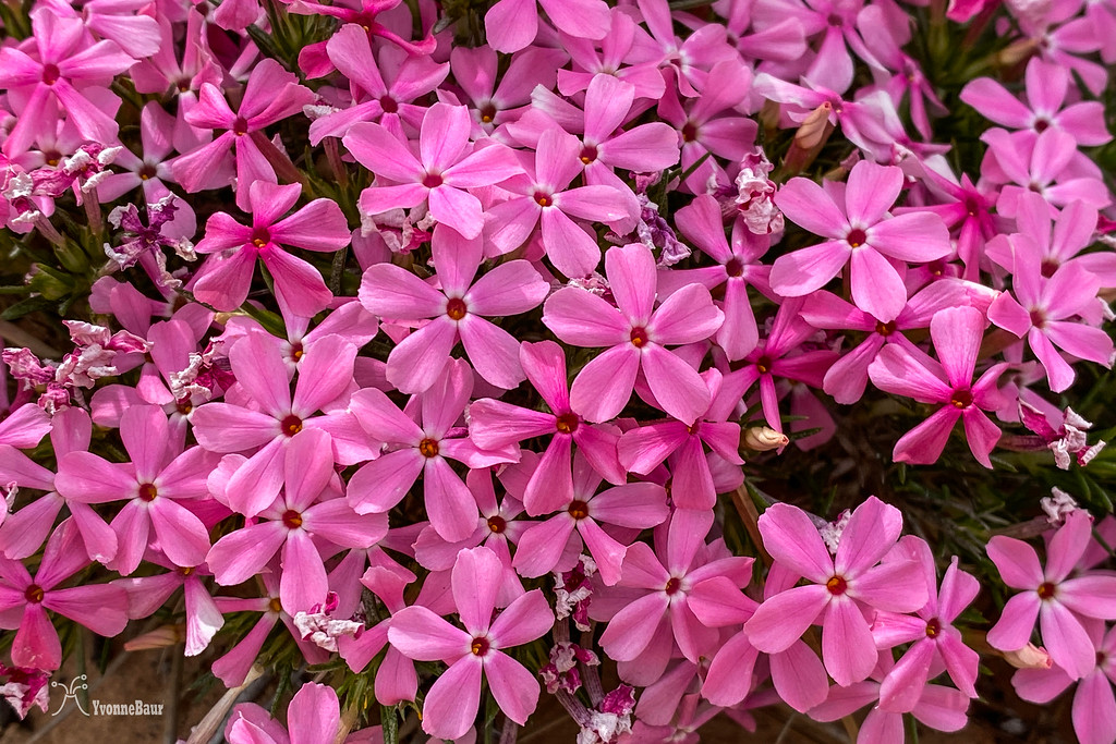 pink%20phlox%20copy-XL.jpg