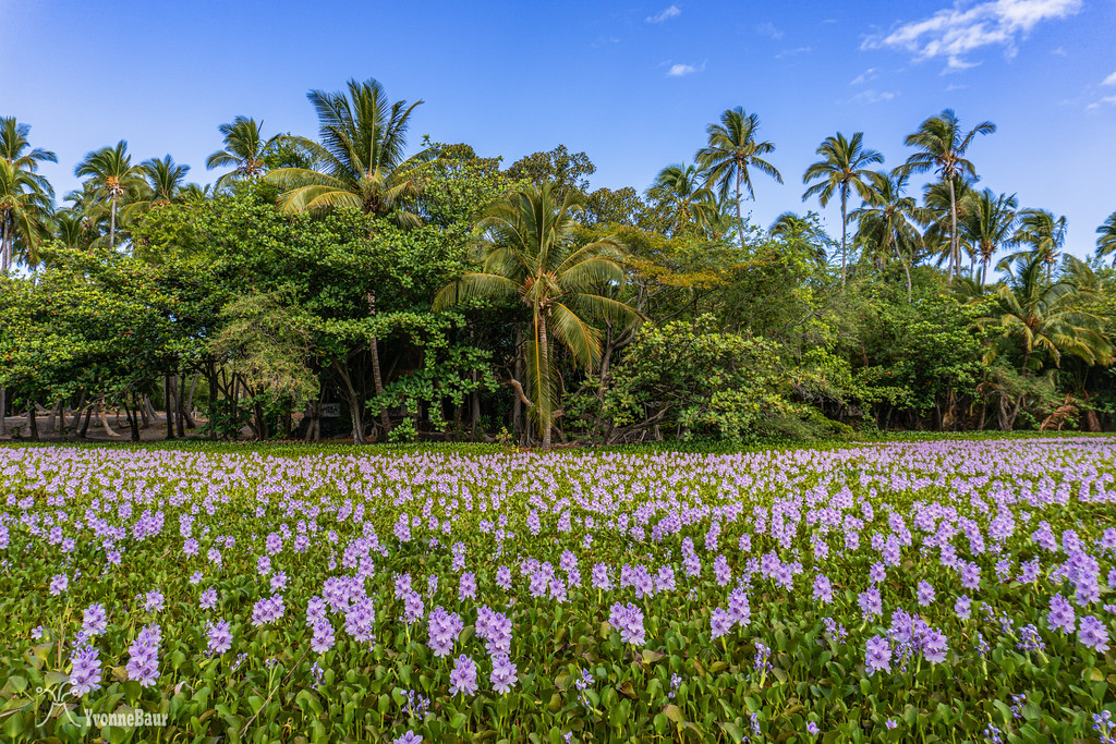 water%20hyacinths%20copy-XL.jpg