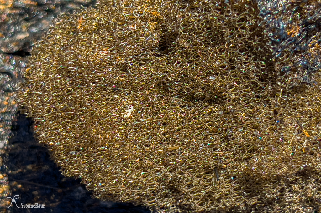 reticulite%20lava%20copy-XL.jpg