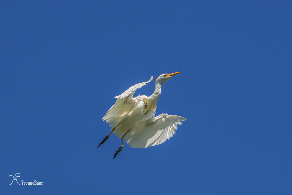 cattle%20egret%203%20copy-XL.jpg
