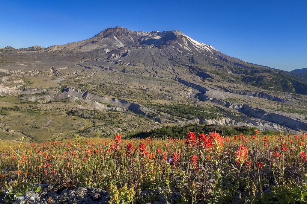 wildflowers%20along%20boundary%20trail%20copy-XL.jpg