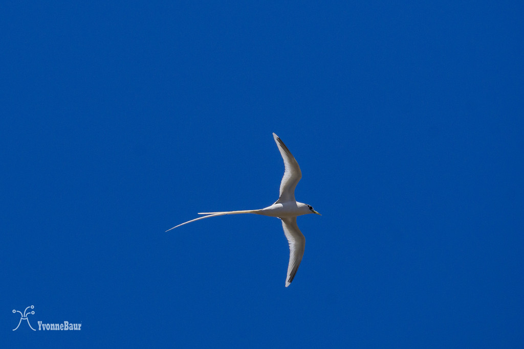tropicbird%20copy-XL.jpg