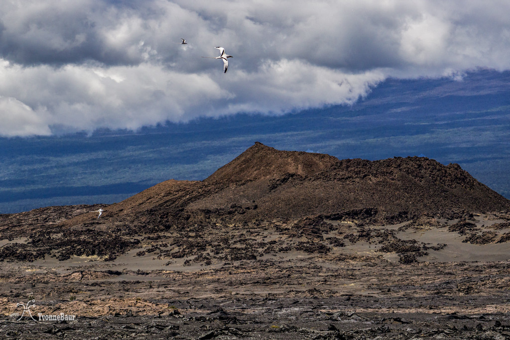 koa%20e%20kea%20above%20the%20crater.copy-XL.jpg