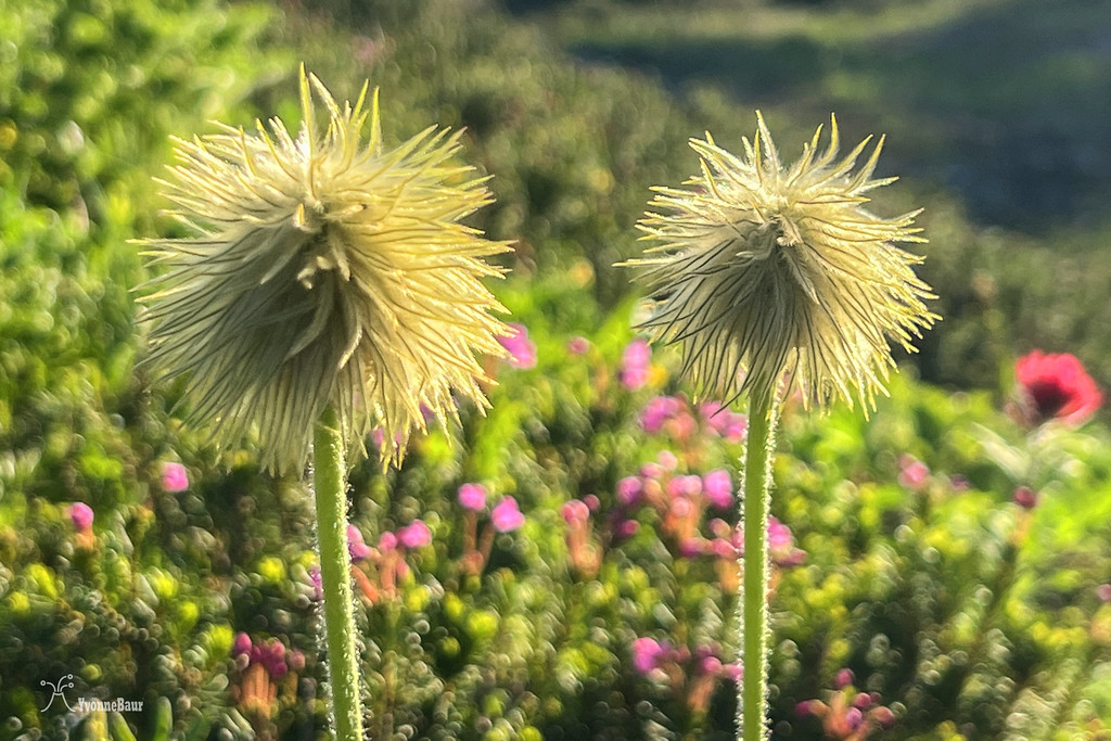 pasqueflower%20seedheads%20copy-XL.jpg