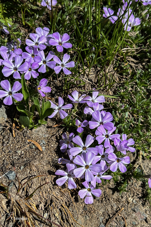 phlox%20copy-XL.jpg