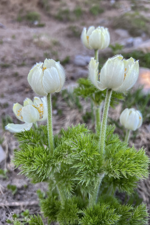 pasqueflower%20in%20bloom%20copy-XL.jpg