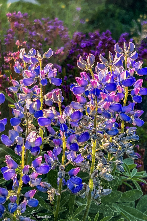 Lupines%20in%20afternoon%20light%20copy-XL.jpg