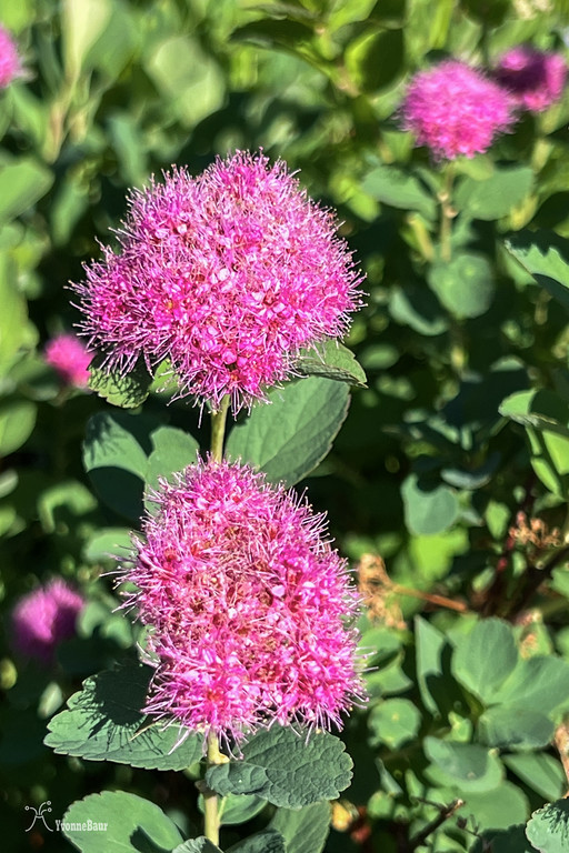 rosy%20spirea%20copy-XL.jpg