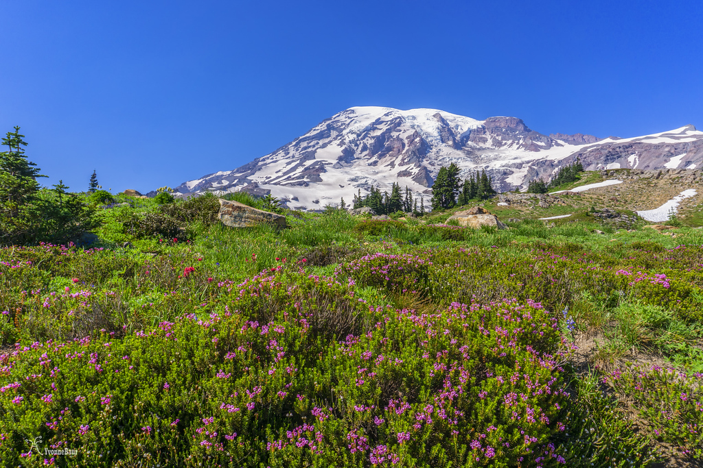mount%20rainier%20and%20flower%20meadow%20copy-XL.jpg