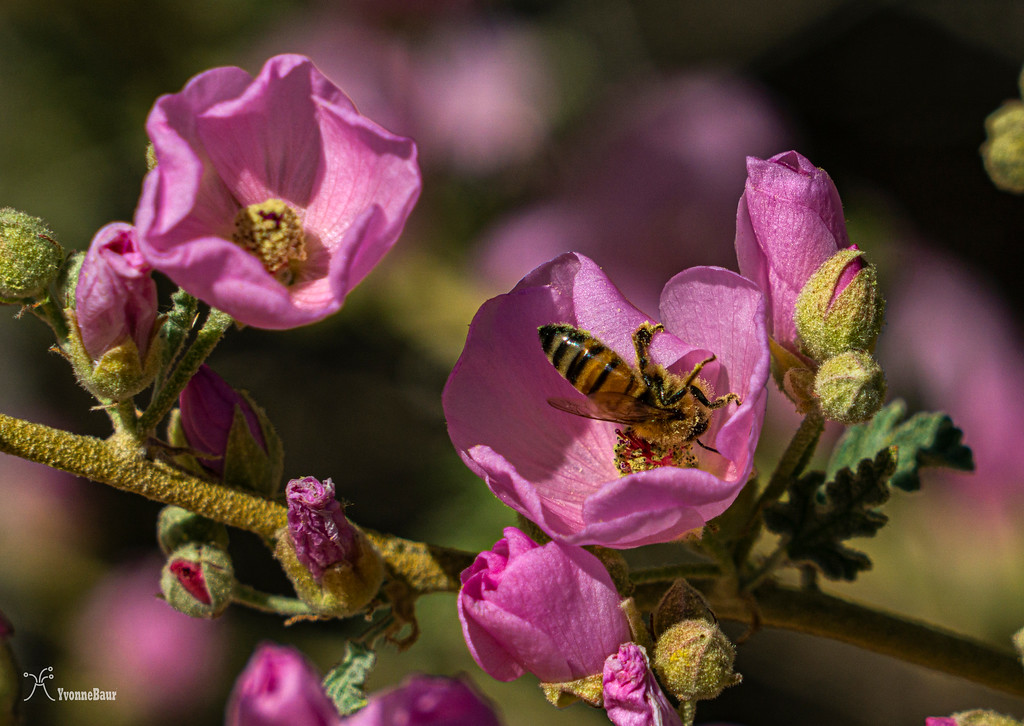 honeybee%20on%20globemallow%20copy.%20jpg-XL.jpg