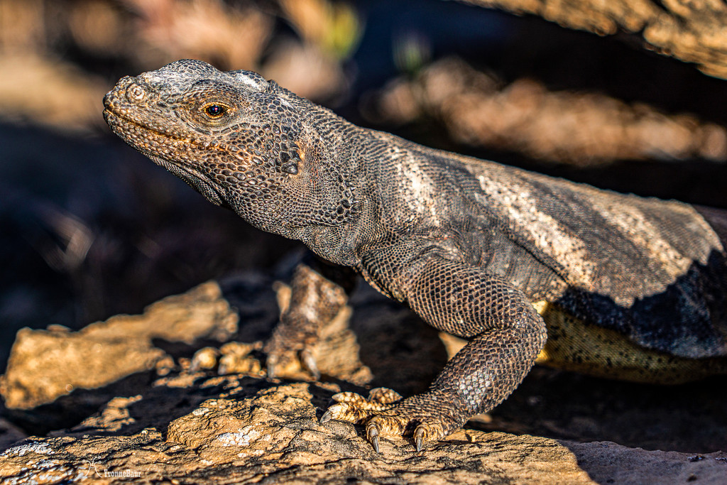 chuckwalla%204%20copy-XL.jpg