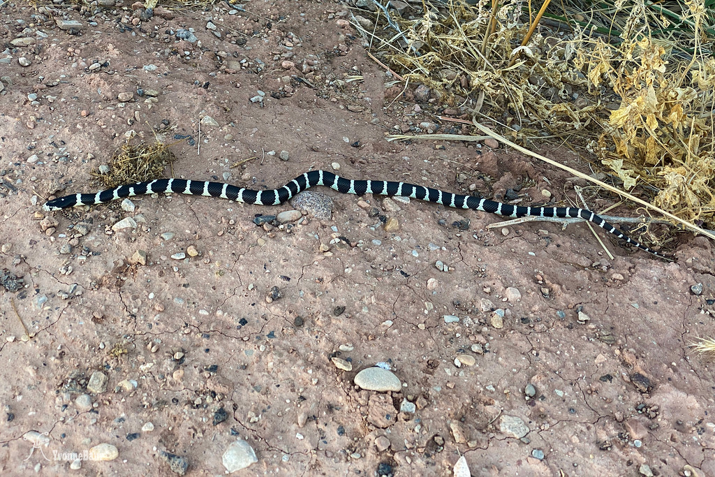 Kingsnake%201%20copy-XL.jpg