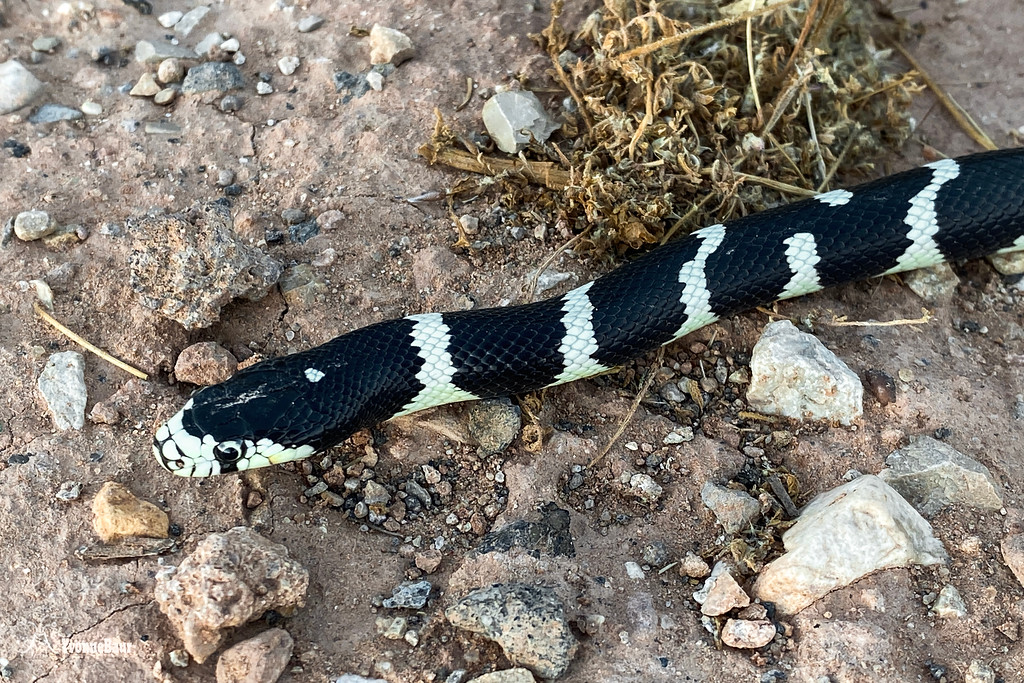 Kingsnake%202%20copy-XL.jpg
