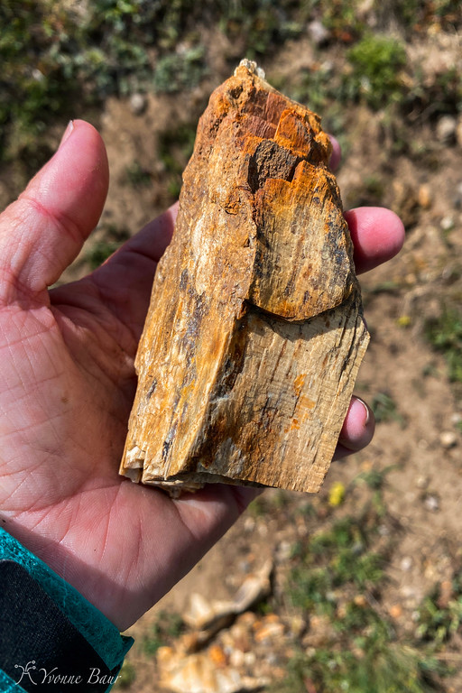 petrified%20wood%20sample%20copy-XL.jpg