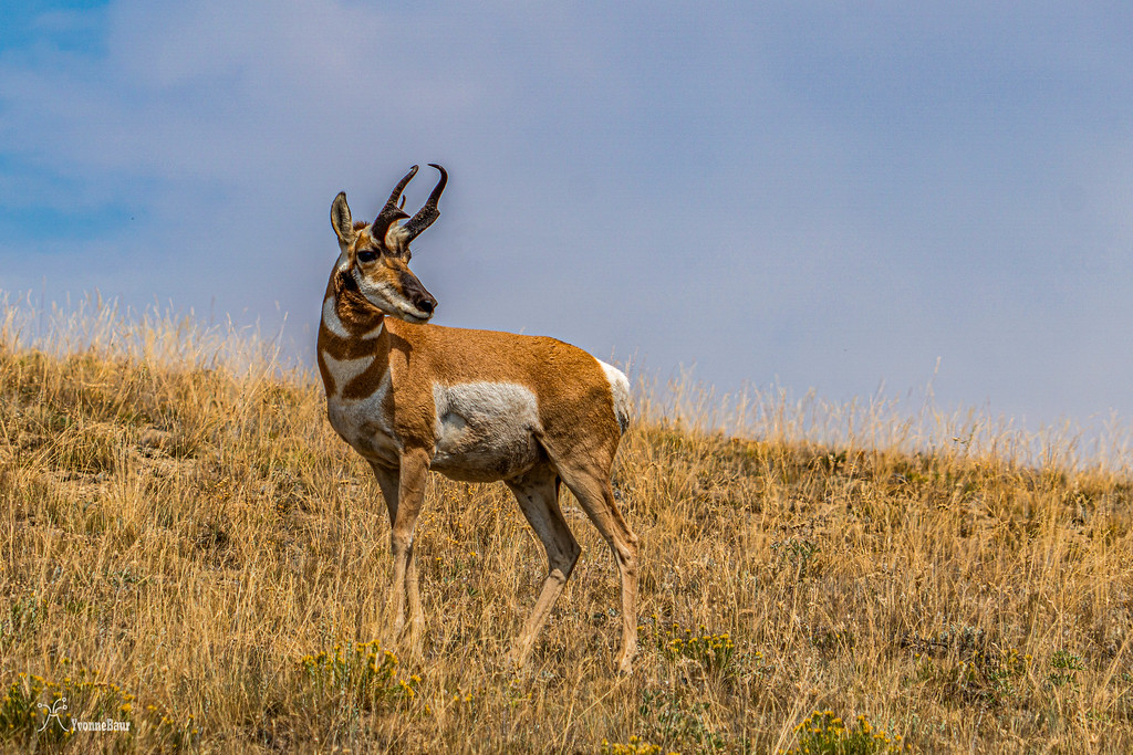 pronghorn%20stopping%20by%20copy%20-XL.jpg