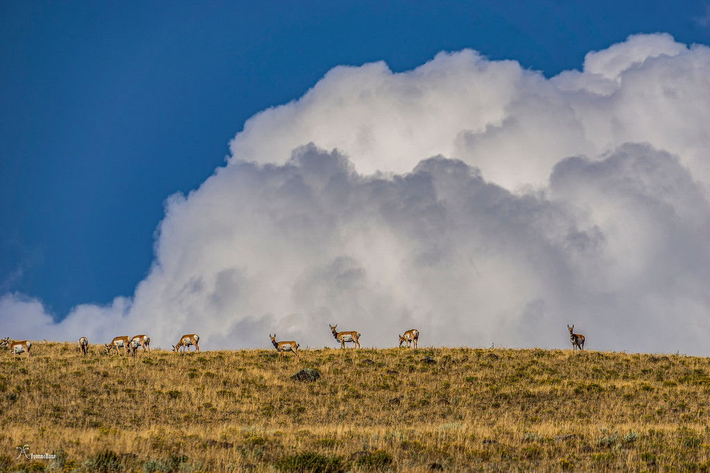 pronghorn%20and%20towering%20storm%20clouds%20copy-XL.jpg