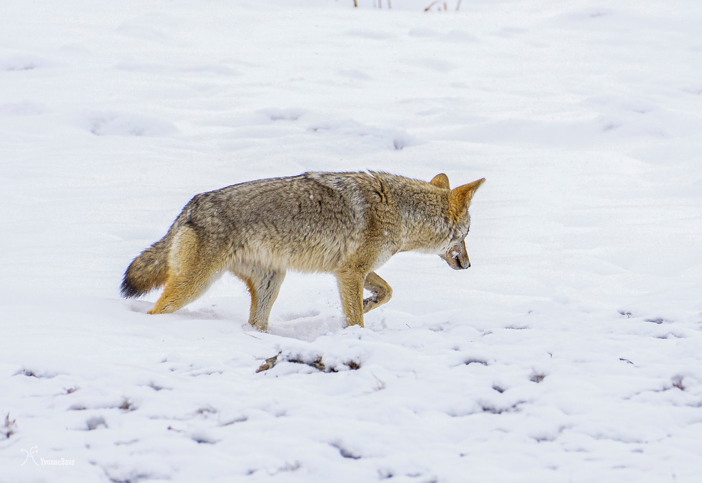 coyote%20in%20the%20snow%20copy-XL.jpg