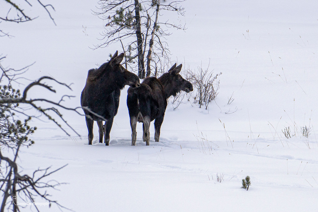 two%20moose%20cows%20copy-XL.jpg