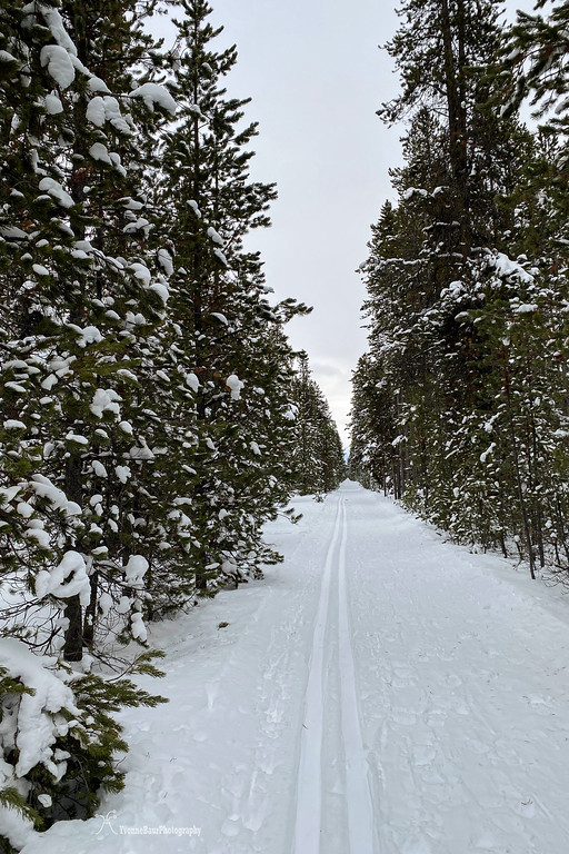 winter%20forest%20trail%20copy-XL.jpg
